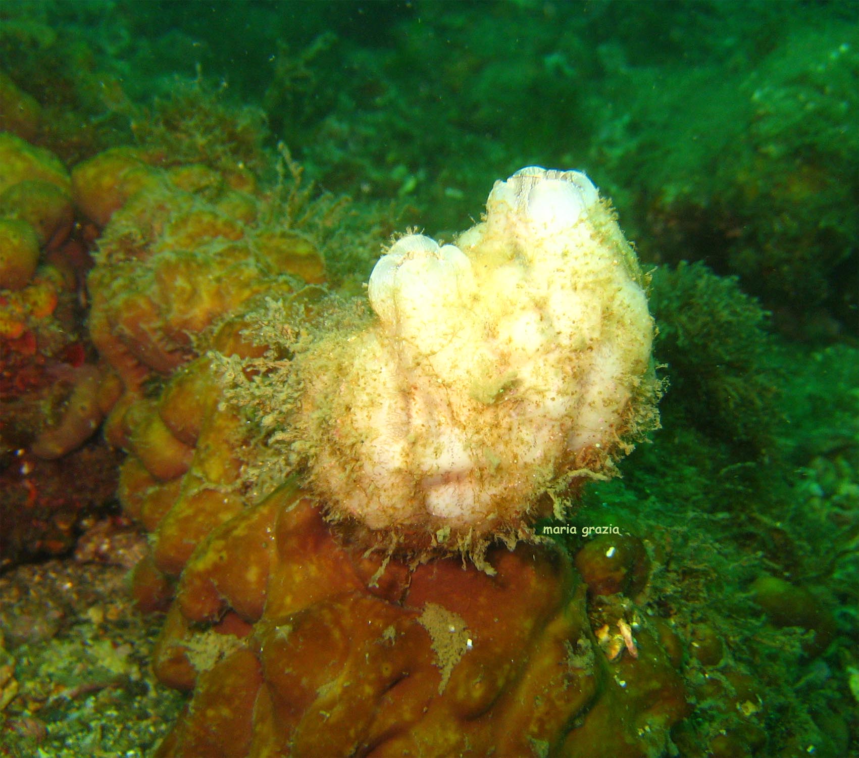 Styela plicata (Lesueur, 1823)